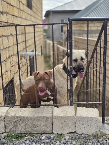 İtlər: Pitbul, 5 ay, Dişi, Peyvəndli, Ünvandan götürmə
