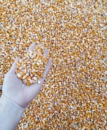 келет: Куплю кукурузу рушенную оптом в больших объемах. Забираем сами — 1