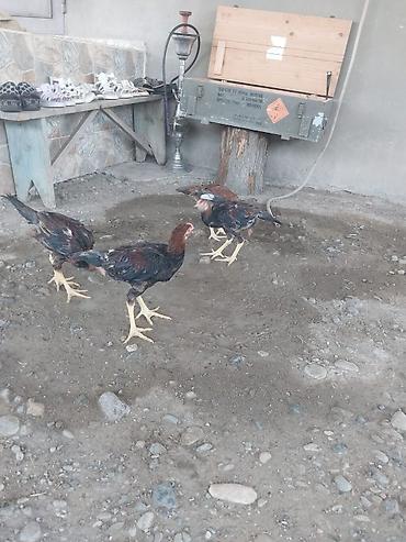www.toyuq ve cuce yem qablari: Toyuq cücələri, Damazlıq — 2