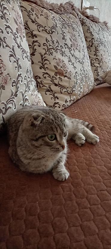 sevimli pisik sekilleri: Şotland yastı qulaq, Dişi — 2