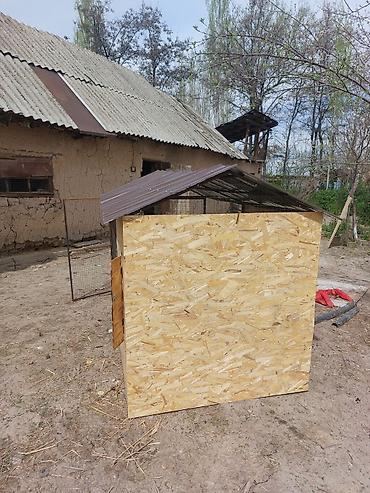 Куры, петухи: Продаю | Петух — 4