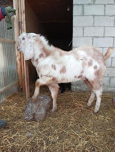 Козы, козлы: Продаю | Коза (самка) | Для разведения — 6