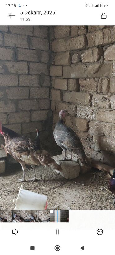 Hinduşka: Məhsul: Hinduşka (ev quşu) Təsvir: - Şəkillərdə boz/gümüşü rəngli və — 8