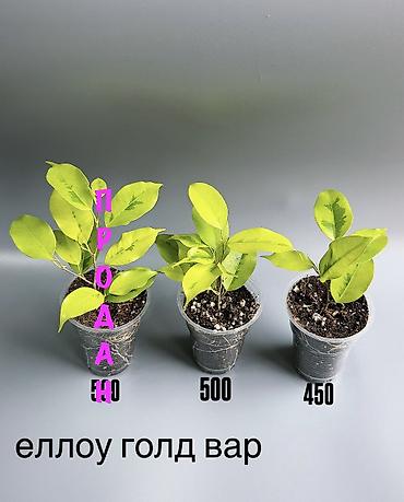 plant: 🌿 Любителям красивых фикусов посвящается! В продаже молодые сортовые — 1