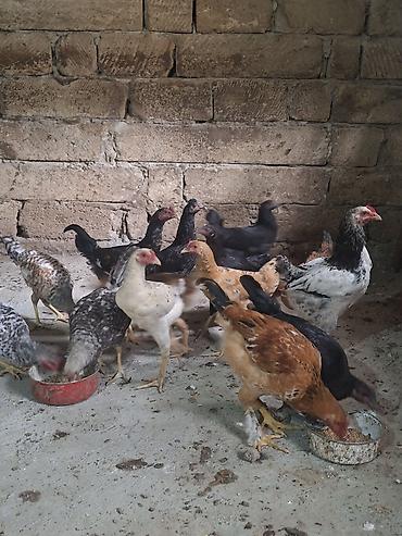 kend toyuqlari satisi: Toyuq, Damazlıq — 1