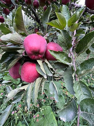 Яблоки: Яблоки Крипсон, Оптом — 5