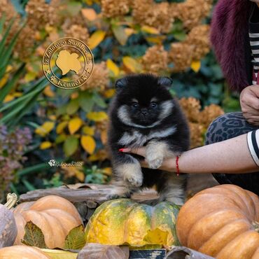 сколько стоит собака померанский шпиц: Шпиц, 2 месяца, Самец, С прививкой, С родословной