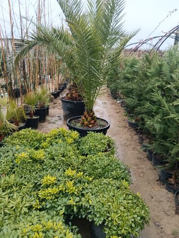 Tinglər: Gul cicek agaclarin satisi torf gubresi satilir 300den yuxari alana — 15