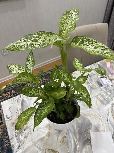 Другие растения: Dieffenbachia (ağ xallı tropik otaq bitkisi) - Növ: Dieffenbachia — 10