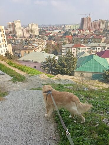 golden it satışı: Labrador-retriver, 3 il, Erkek, Cütləşmə üçün