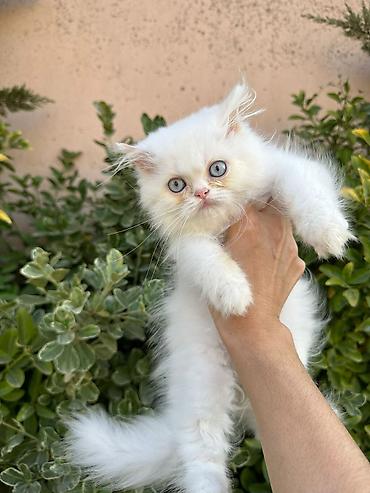 Pişiklər: Şotland, Erkək, Dişi, Yaxşı əllərə, Ünvandan götürmə, Pulsuz çatdırılma, Ödənişli çatdırılma — 8