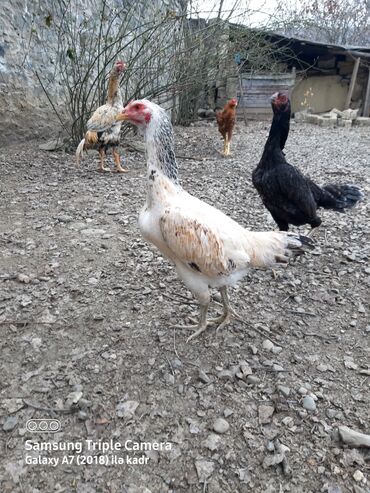 Xoruzlar: Təsvir:salam.hər heyvanın öz qiyməti var hamsını götüren olsa biraz — 13