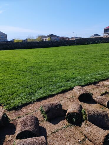 Süni qazon: Rulon qazon - Peşəkar qazon plantasiyasından kəsilib rulon halında — 7