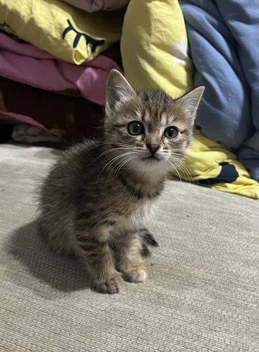 отдам котят в добрые руки бишкек: 1 айлык, Эркек