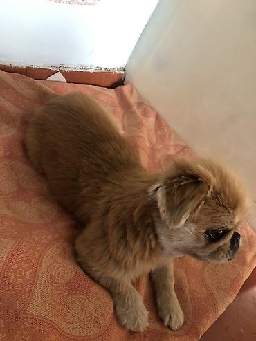 ev itləri balaca: Pekines, Erkək — 1