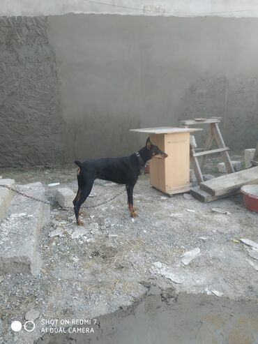 itdər: Doberman, 1 il, Dişi, Peyvəndli, Ünvandan götürmə