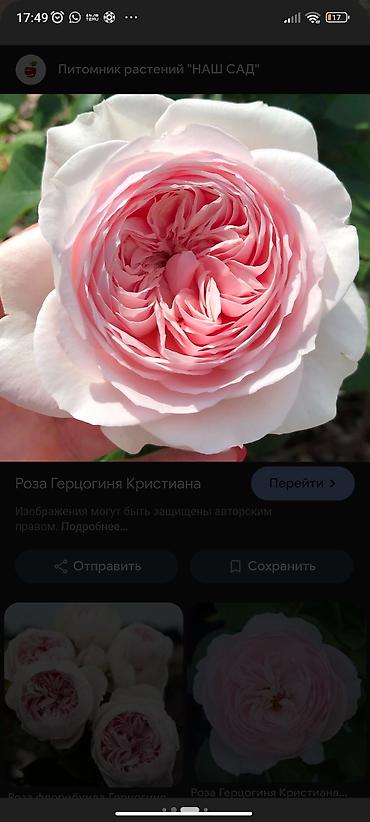 Роза: Саженцы садовых роз (кустарниковые/чайно-гибридные, флорибунда) — — 1