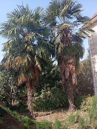 mal dili bitkisinin faydaları: Heyeden sokulub götürülmeyi tamamen alıcıya mexsusdu Dekorativ palma — 2