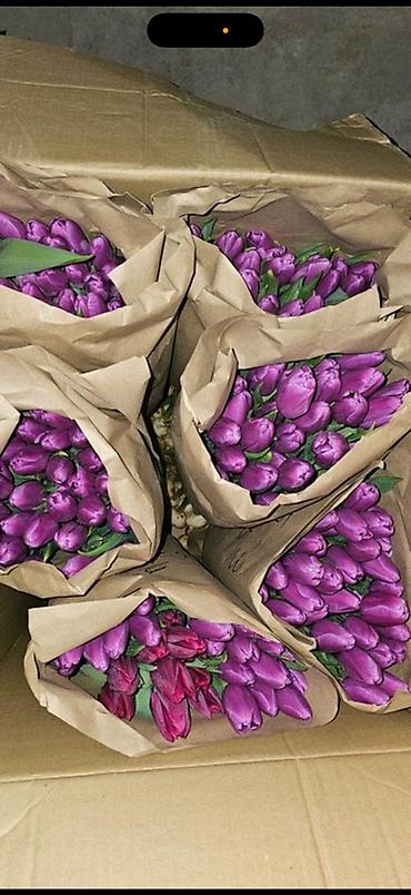 Букеты из живых цветов: Тюльпаны Голландские от 85с ОПТОМ (Район ж/м Кок Жара) ул — 17