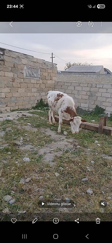 rengli quslar: Satlıq heyvan – qaramal (dana/öküz) - Növ: Qaramal - Yaş qrupu: Gənc — 2