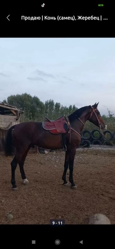 в какой приют можно отдать собаку: Продаю | Жеребец | Конный спорт