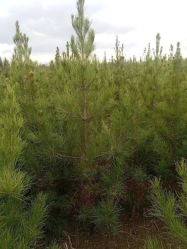 Tinglər: Şam (pine) tingləri – iynəyarpaq landşaft ağacı - Növ: Şam ağacı — 1