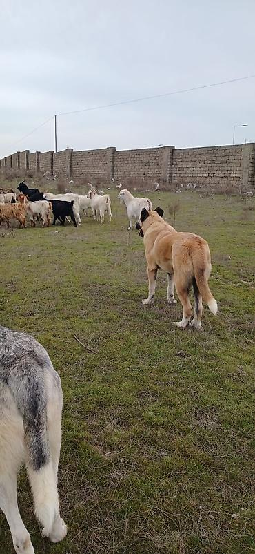 İtlər: Qurdbasar, 1 il, Erkek, Peyvəndli, Ödənişli çatdırılma — 6