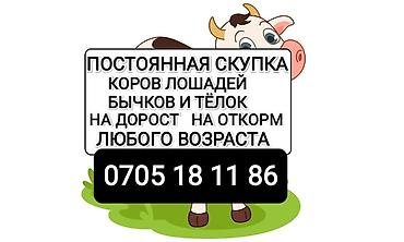 куры живые: Частное лицо : Коровы, быки, | На откорм — 1