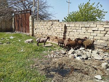 Qoyunlar, qoçlar: Qoyun sürüsü satılır Salam 5 qoyun 5 qüzû satılır ünvan novxanı cavan — 1