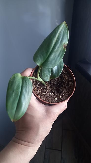 nokia yarpaq: Filodendron “Micans/Velvet” kəsməsi (saksıda) - Nadir teksturalı — 1