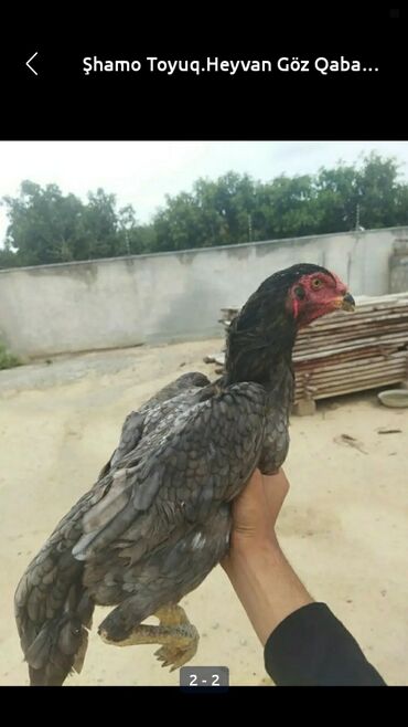 Akvariumlar: Heyratı Toyuq Şhamo.Ucuz Heyvan Deyil Ucuz Qiymət Təklif Olunmasın