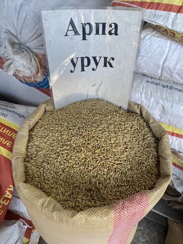 беде семена: Арпа урук 6 кыр таза чыгышына кепилдик бар