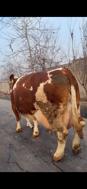 Inəklər, öküzlər: Simental tipli sağmal inək buzağı ilə birlikdə. Xüsusiyyətlər: - — 3