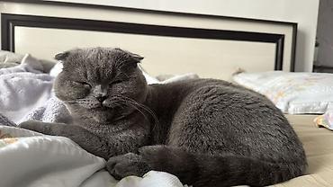 сколько стоит шотландский вислоухий котенок: Шотландская вислоухая кошка (Scottish Fold), окрас: сплошной серый — 3