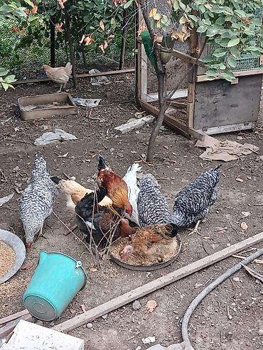 heyrati yumurtasi satilir: Toyuq, Yumurtalıq — 3