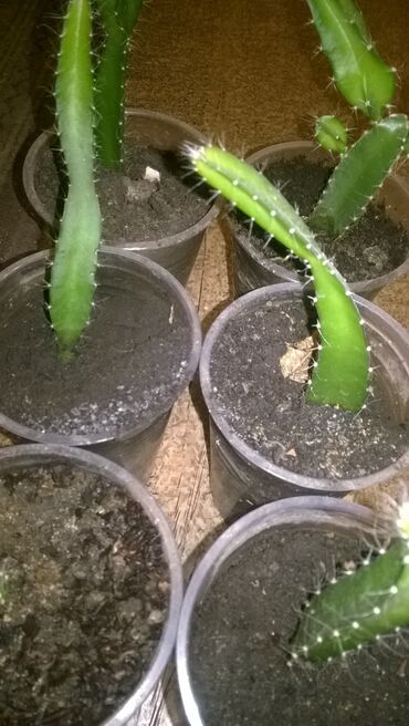 кактус эхинопсис: Укорененные черенки кактуса "Красный дракон" - 200 сом за один