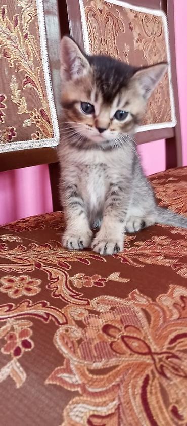 Pişiklər: Şotland — 5