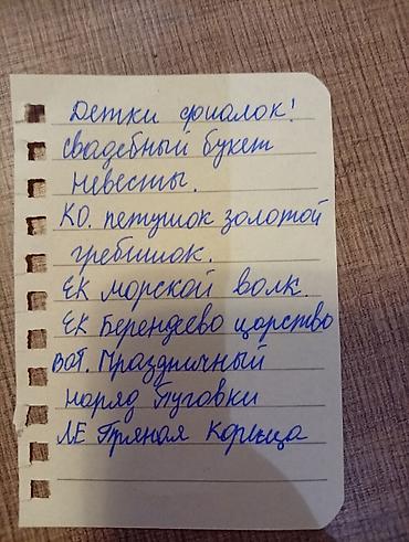 Фиалки и глоксинии: Продаю фиалки есть детки — 10