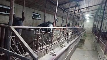 Лошади, кони: Продаю | Кобыла (самка), Конь (самец), Жеребец — 5