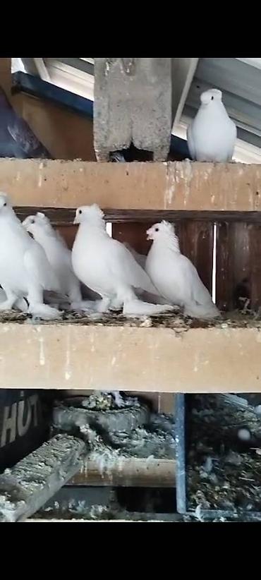 Птицы: Племенных голубей старопородный — 5