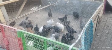 домик на дереве: Продаю | Цыплята