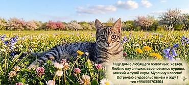 ари: Кошка даром: Британская короткошёрстная, 3 года, Девочка, Проглистована, Приучена к лотку — 4