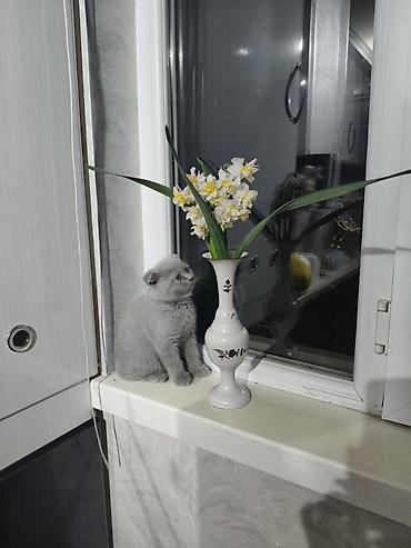 cat ruletka: Britan yastı qulaq, Erkək, Yaxşı əllərə, Ünvandan götürmə, Ödənişli çatdırılma — 2