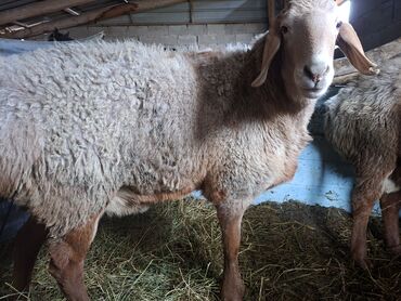 Бараны, овцы: Продаю | Баран (самец) | Арашан | На забой | Матка — 4