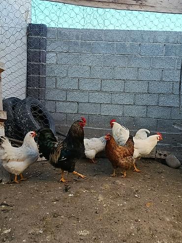Куры, петухи: Продаю | Петух, Куры | Домашняя | На забой, Несушки, Для разведения — 26