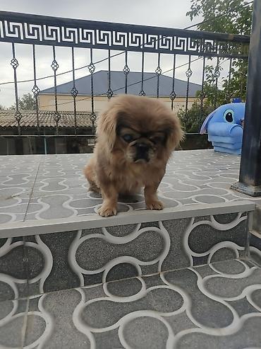 mingecevir it: Pekines, Erkək — 7