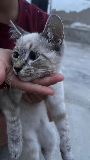 собаки каракол: 3 айлык, Эркек, Аргын — 2