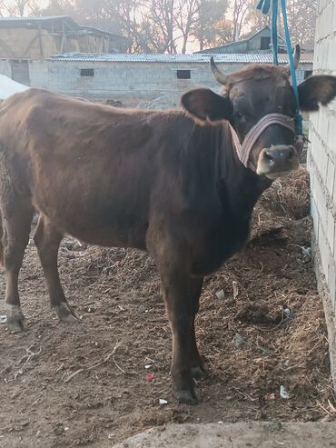 сколько стоит собака породы доберман: Продаю | Корова (самка) | Алатауская, Швицкая | Для разведения, Для молока | Племенные, Стельные, Искусственник