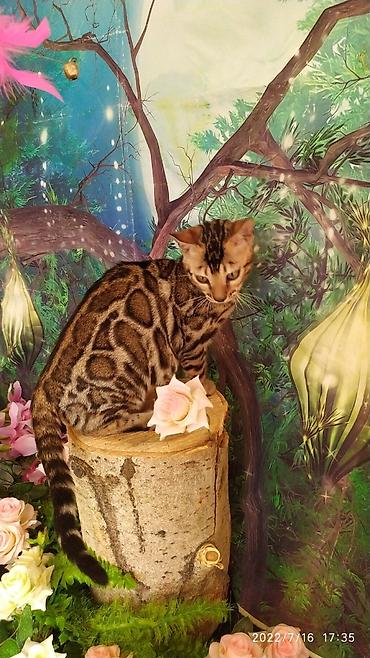 Мышыктар: Бенгальский котик Мальчик. 5мес. Невероятно красивый контрастный с — 4