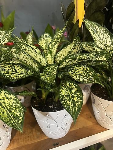 Каланхоэ: Комнатные цветы в горшках — готовые к украшению дома или офиса — 9